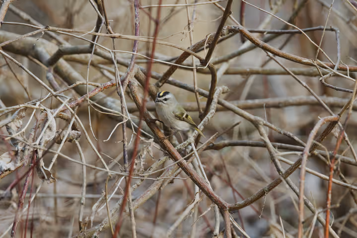 Golden-crowned Kinglet trip image