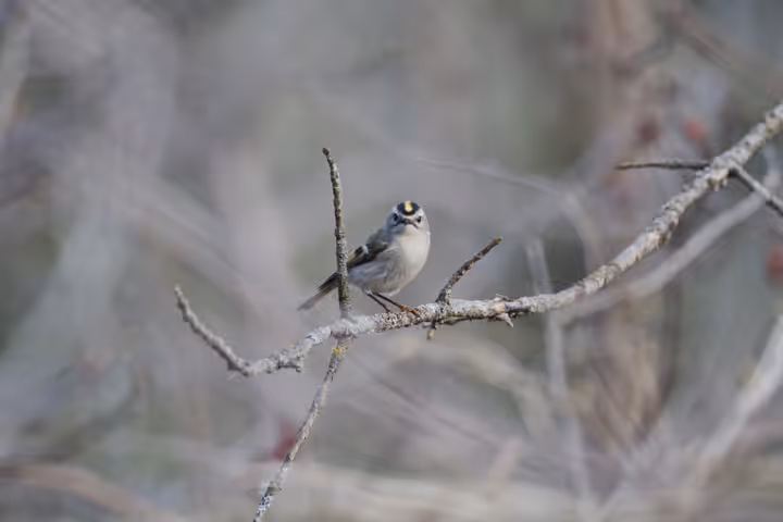 Golden-crowned Kinglet trip image
