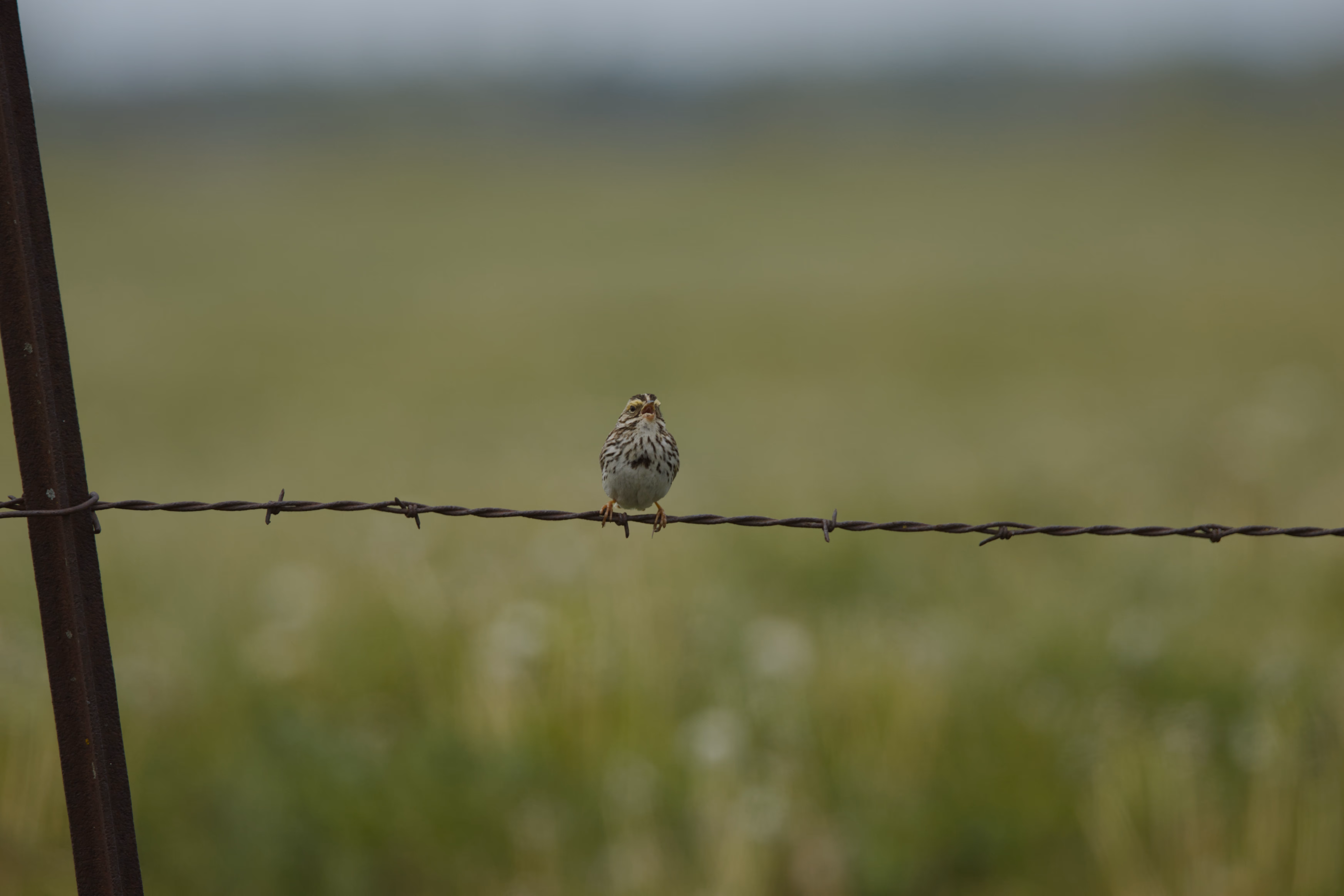 Grasshopper Sparrow photograph 1