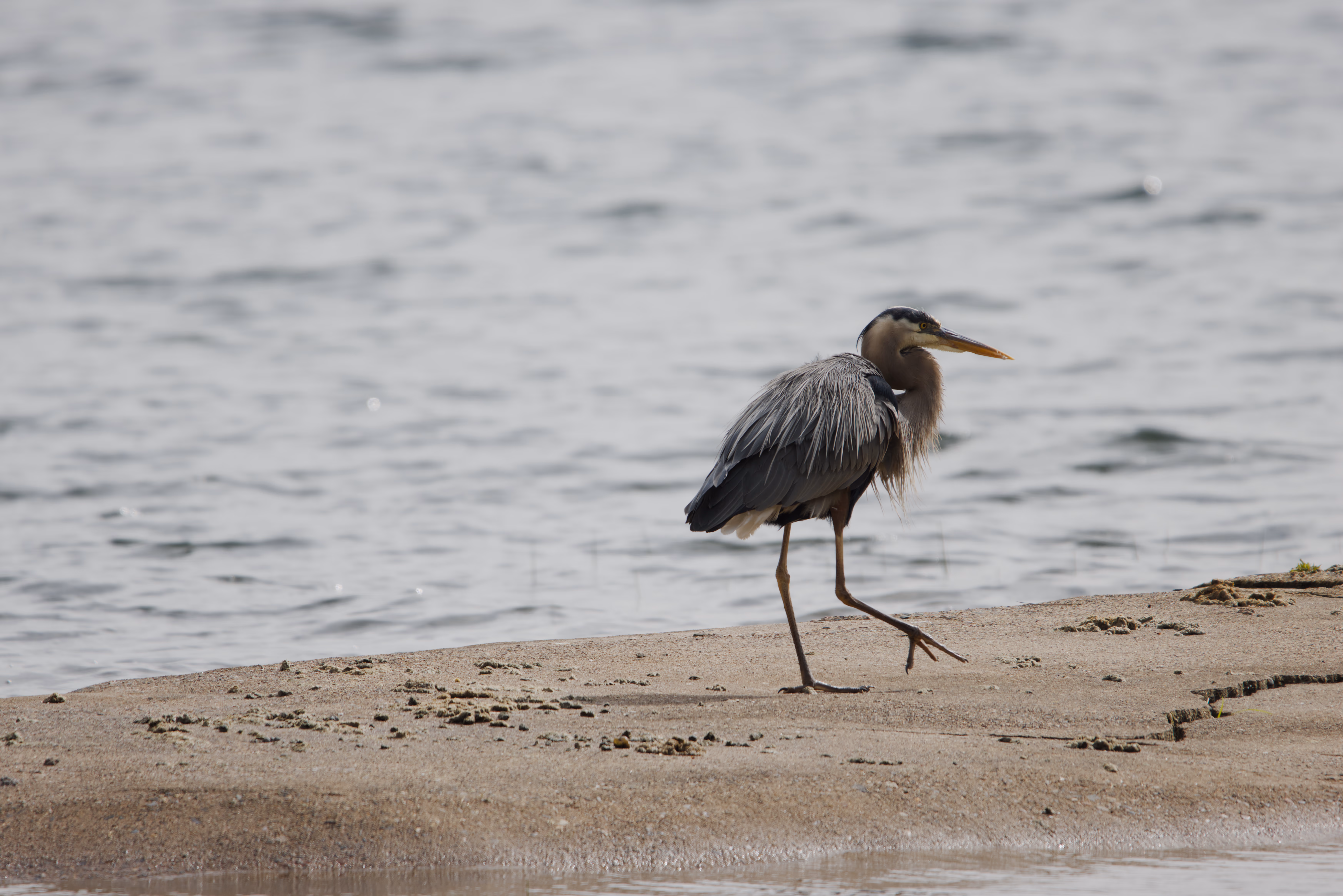 Great Blue Heron photograph 1