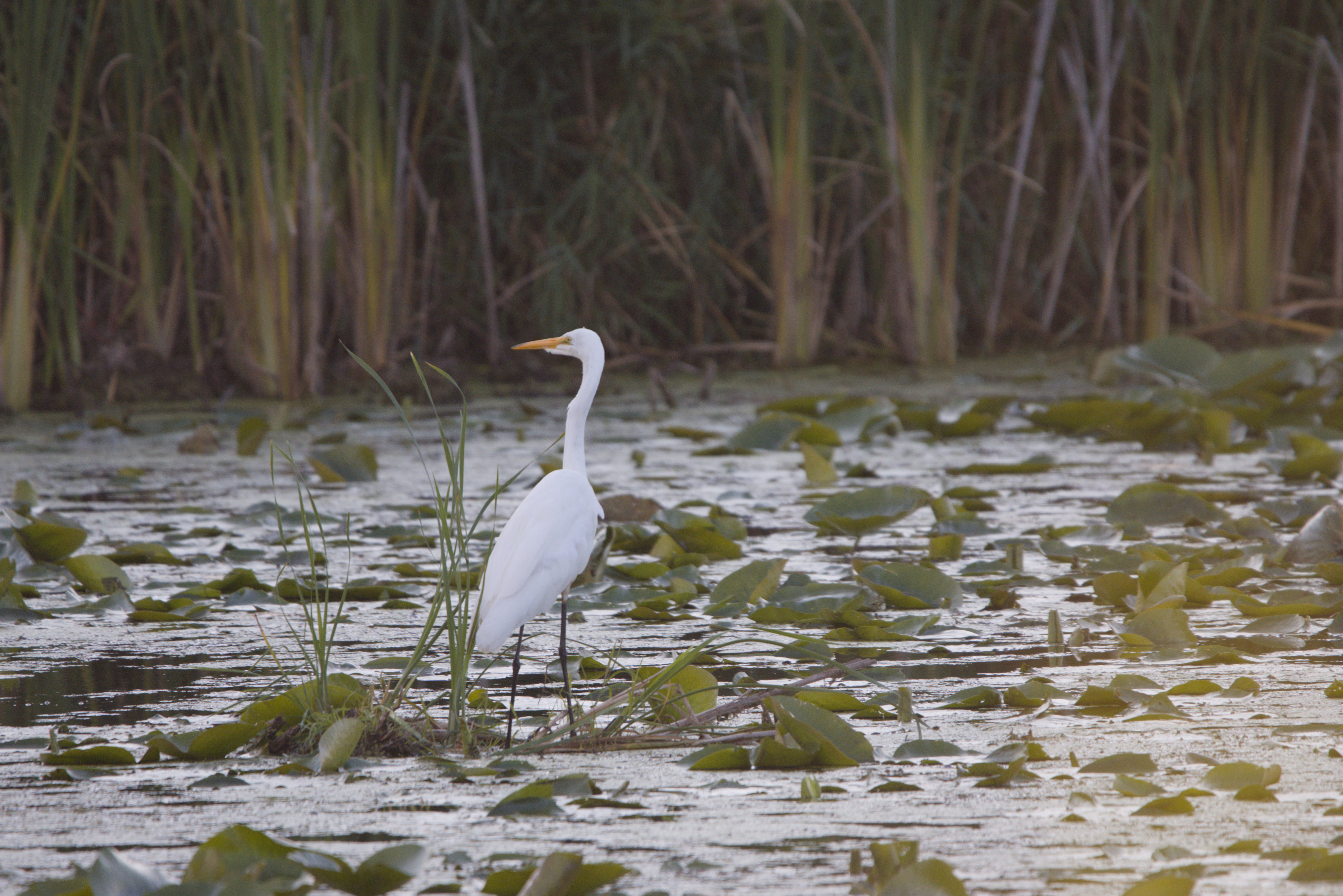 Great Egret photograph 1