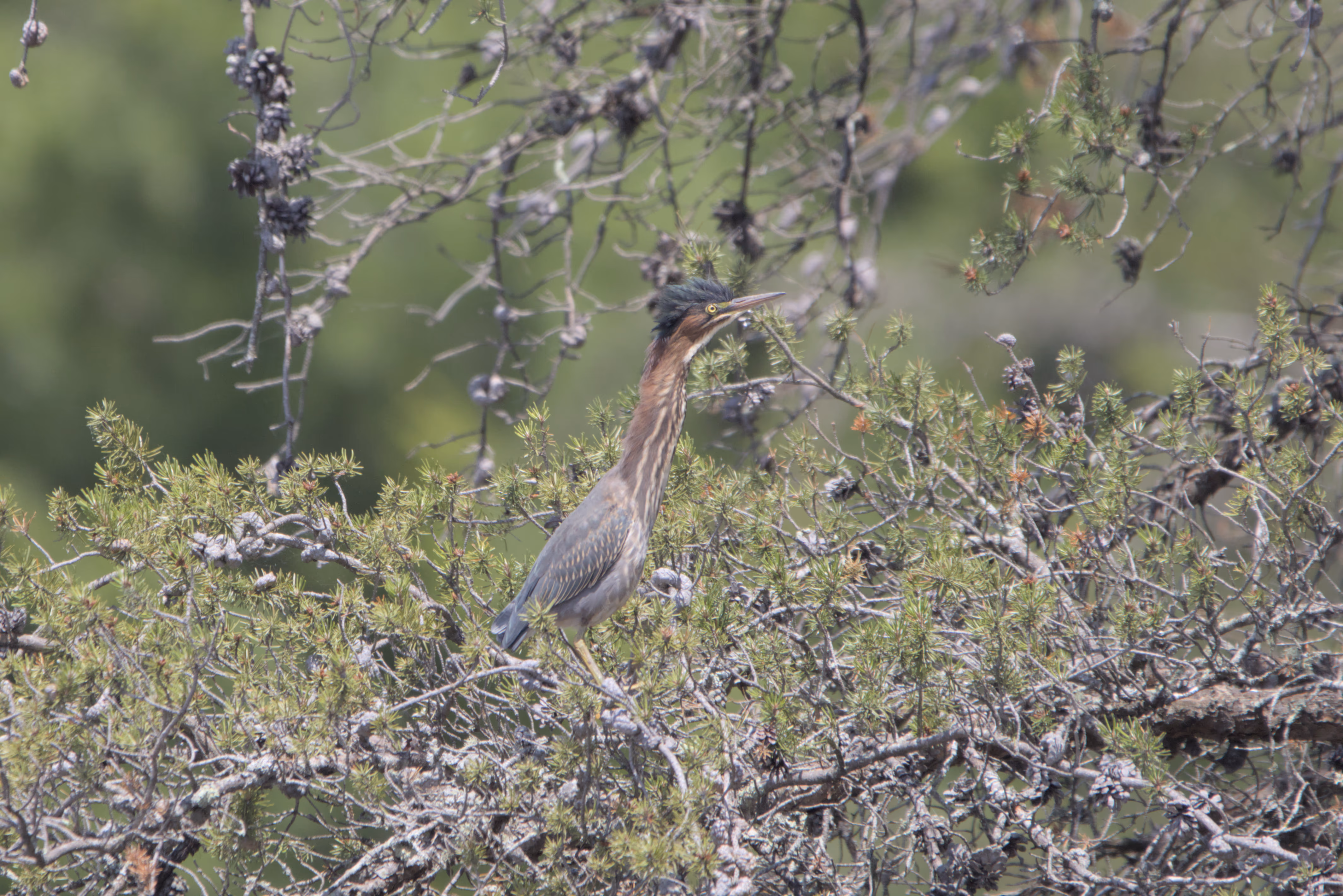 Green Heron photograph 1
