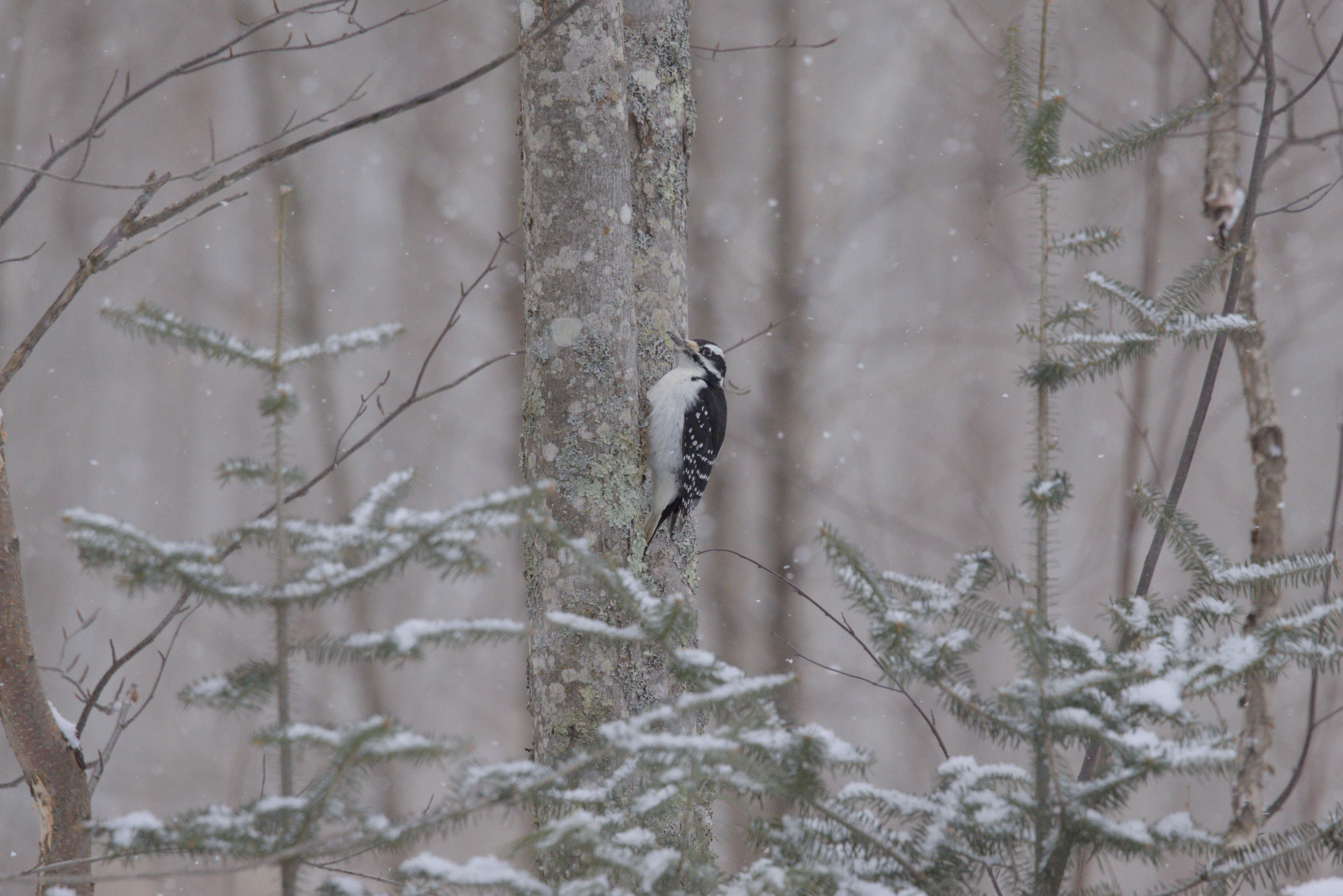 Hairy Woodpecker photograph 3
