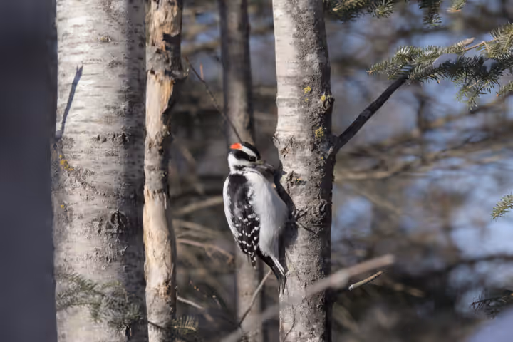 Hairy Woodpecker trip image