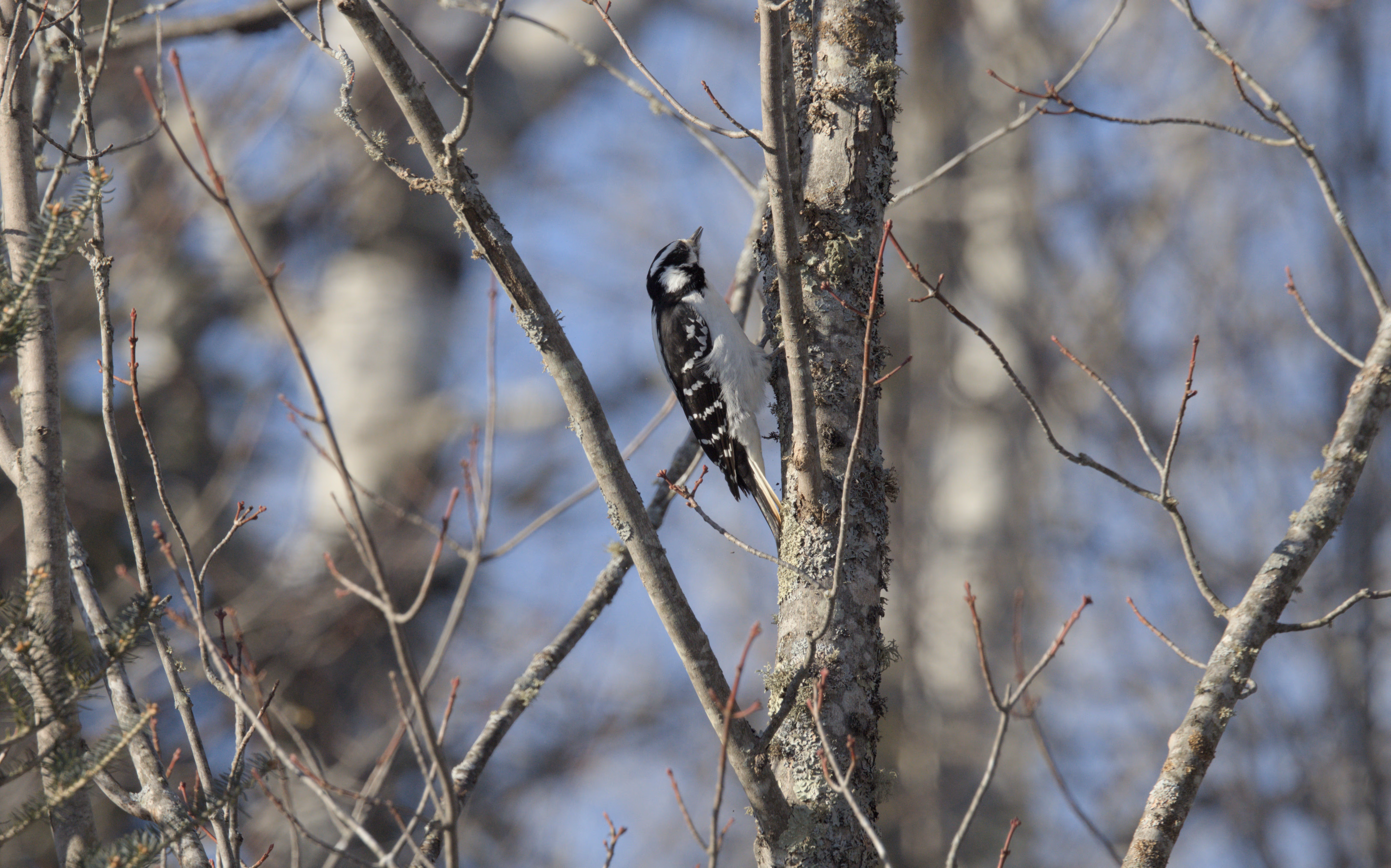 Hairy Woodpecker photograph 1
