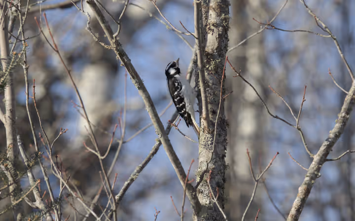 Hairy Woodpecker trip image