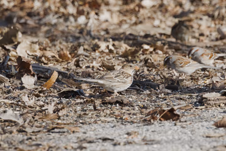 Harris's Sparrow trip image
