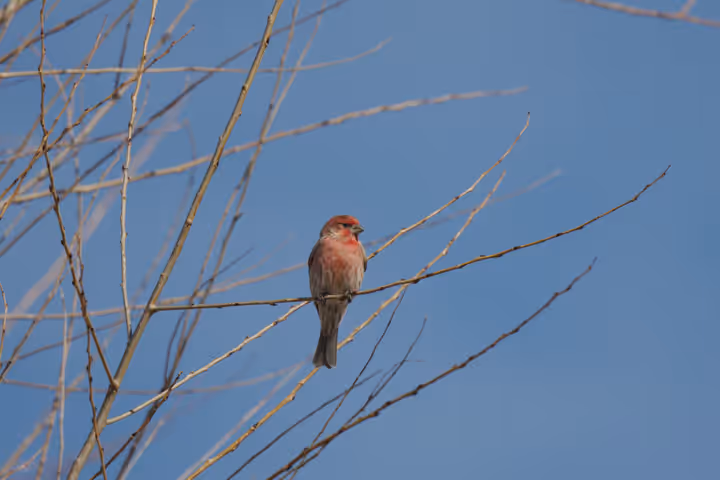 House Finch trip image