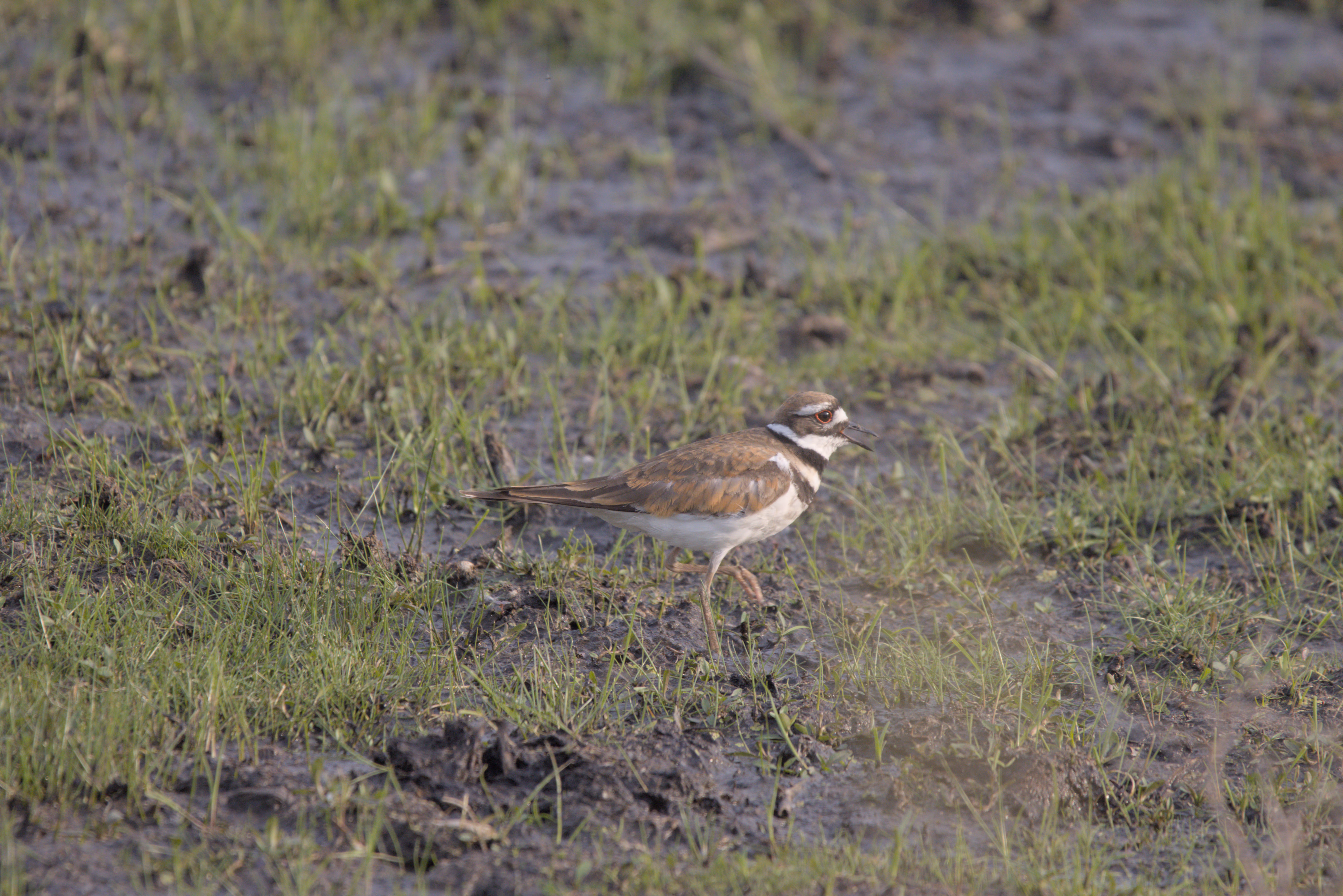 Killdeer photograph 1