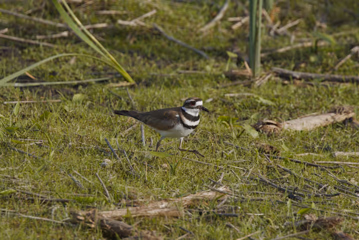 Killdeer recent capture
