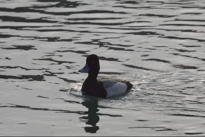 Lesser Scaup recent capture