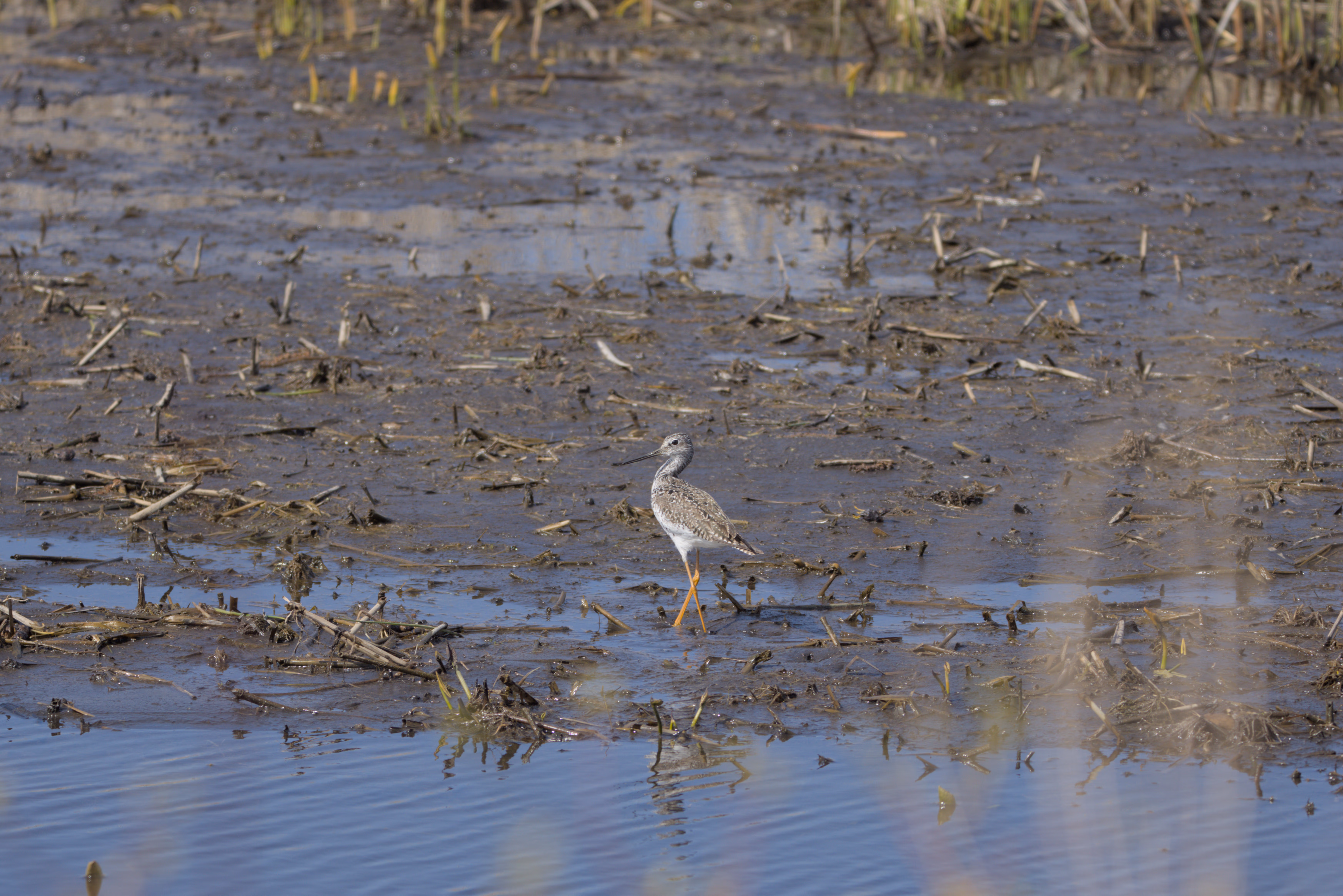 Lesser Yellowlegs photograph 3