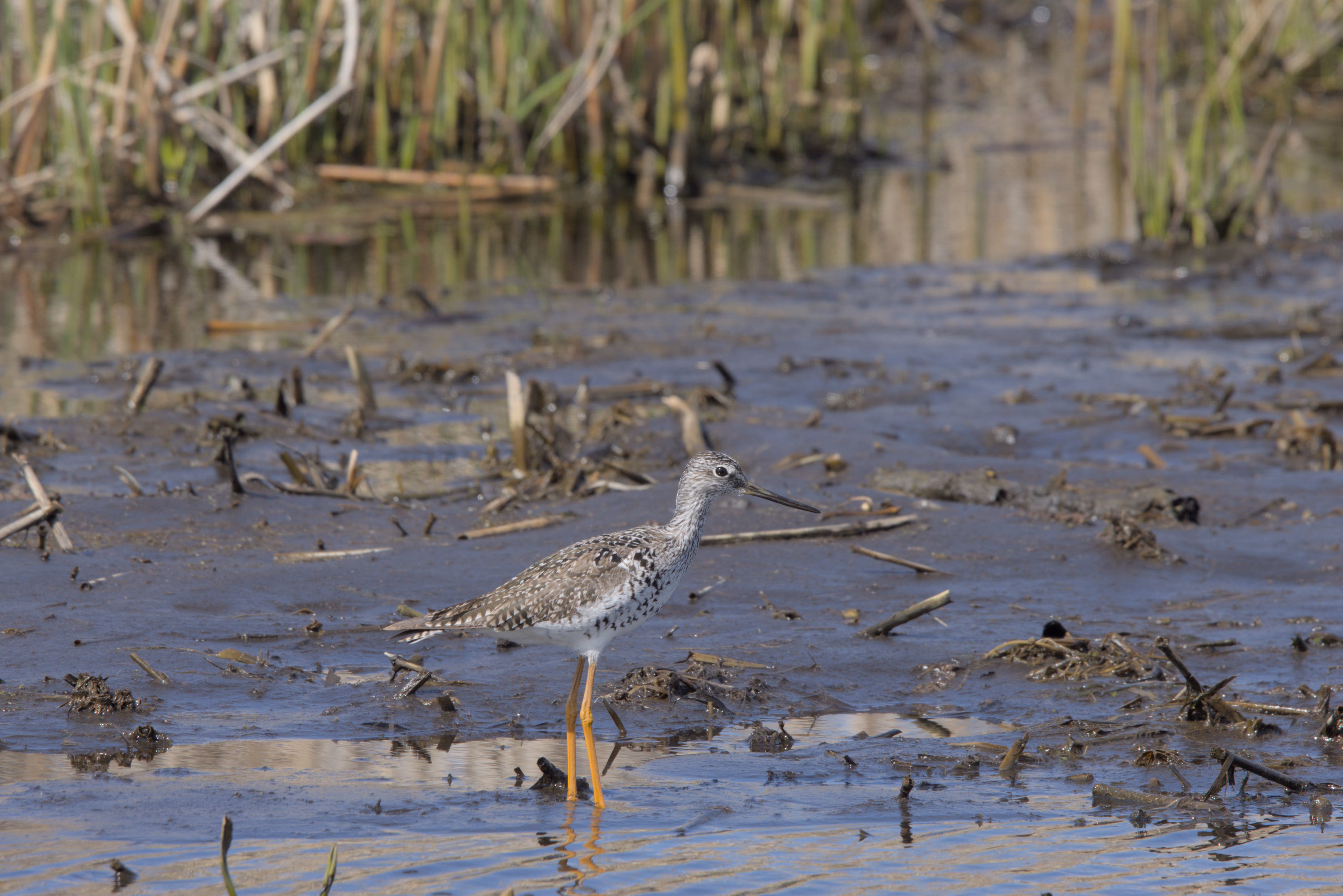 Lesser Yellowlegs photograph 2