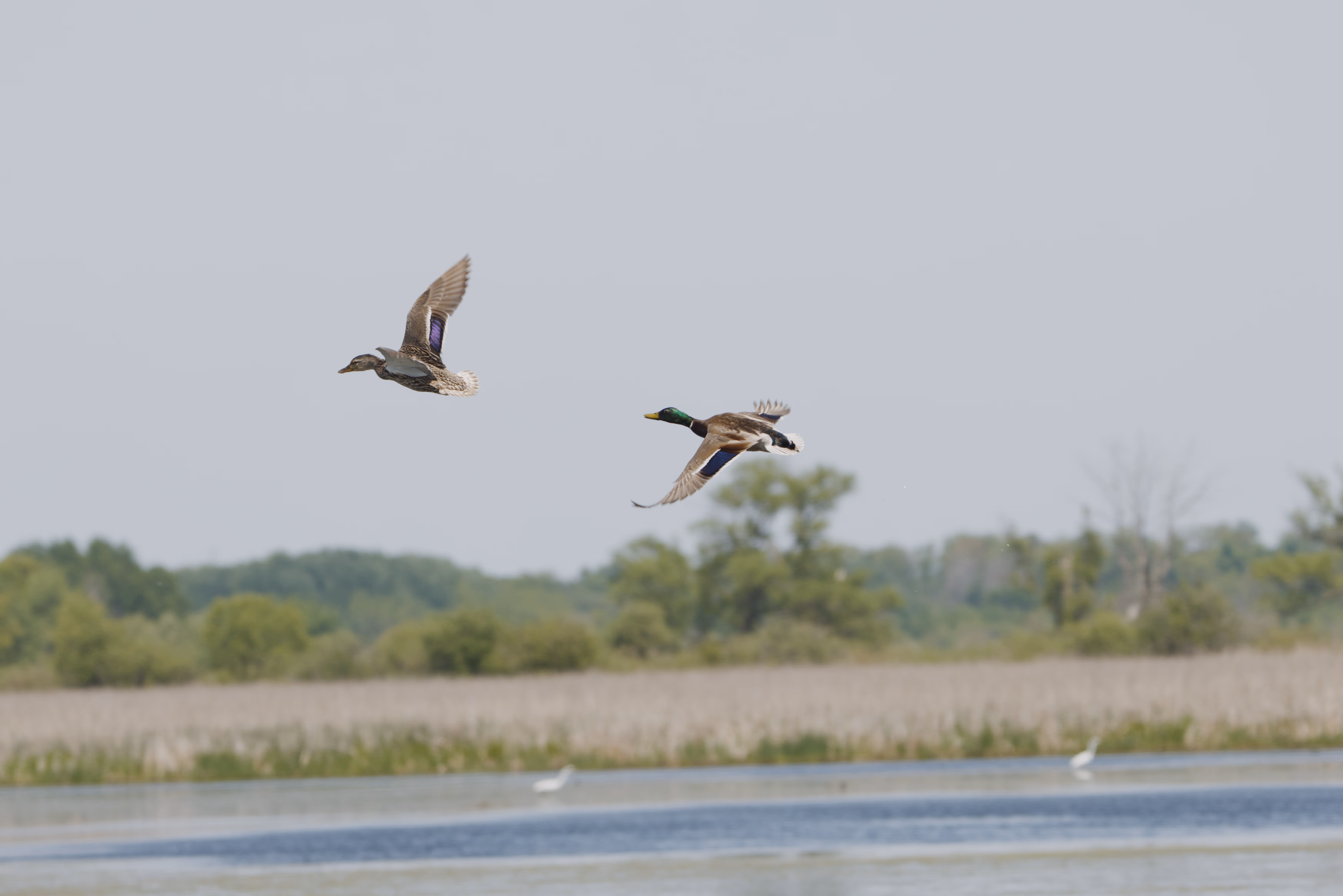 Mallard photograph 1