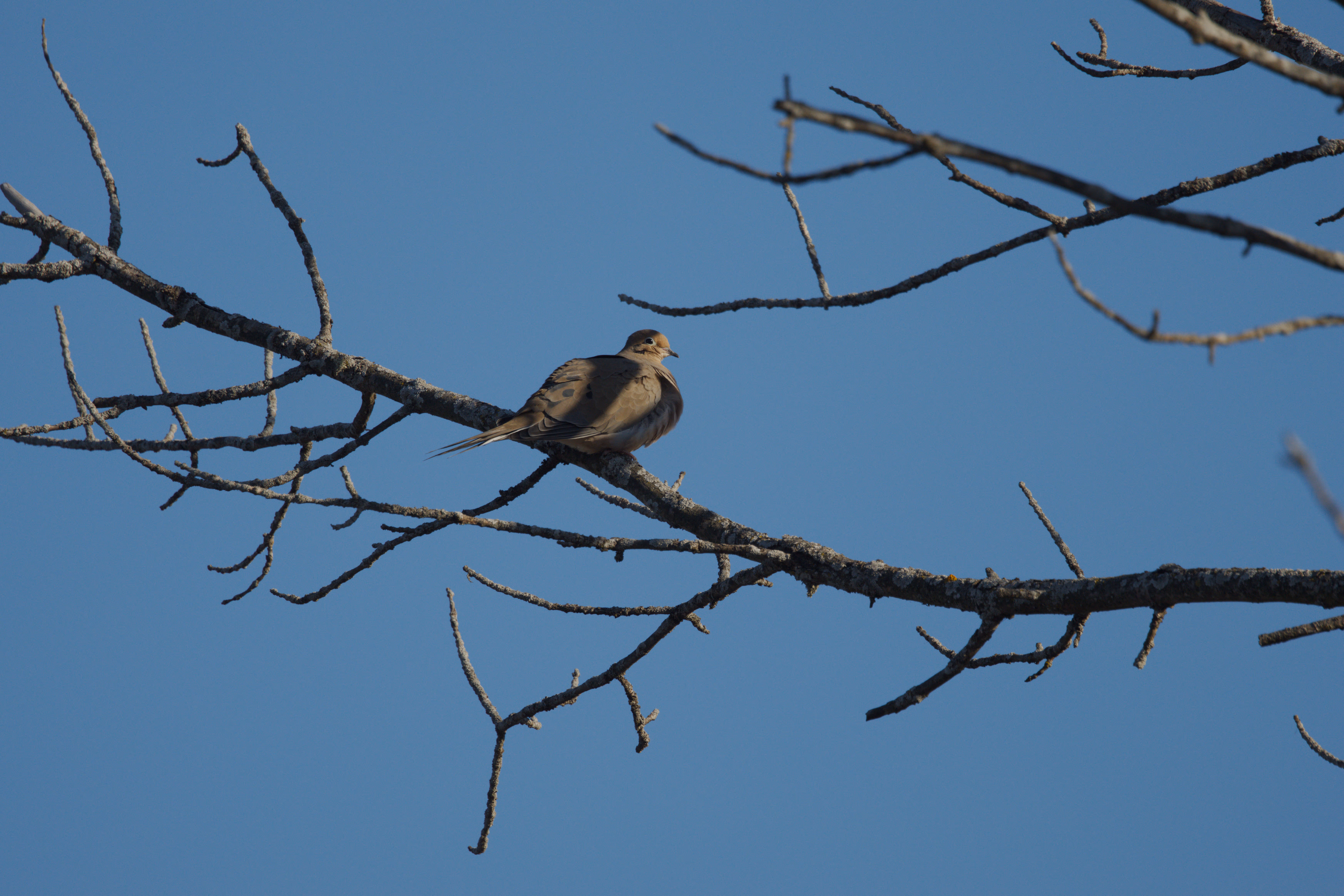 Mourning Dove recent capture