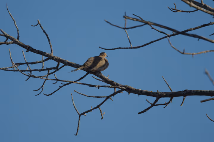Mourning Dove trip image