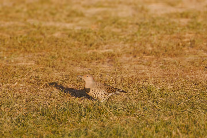 Northern Flicker recent capture