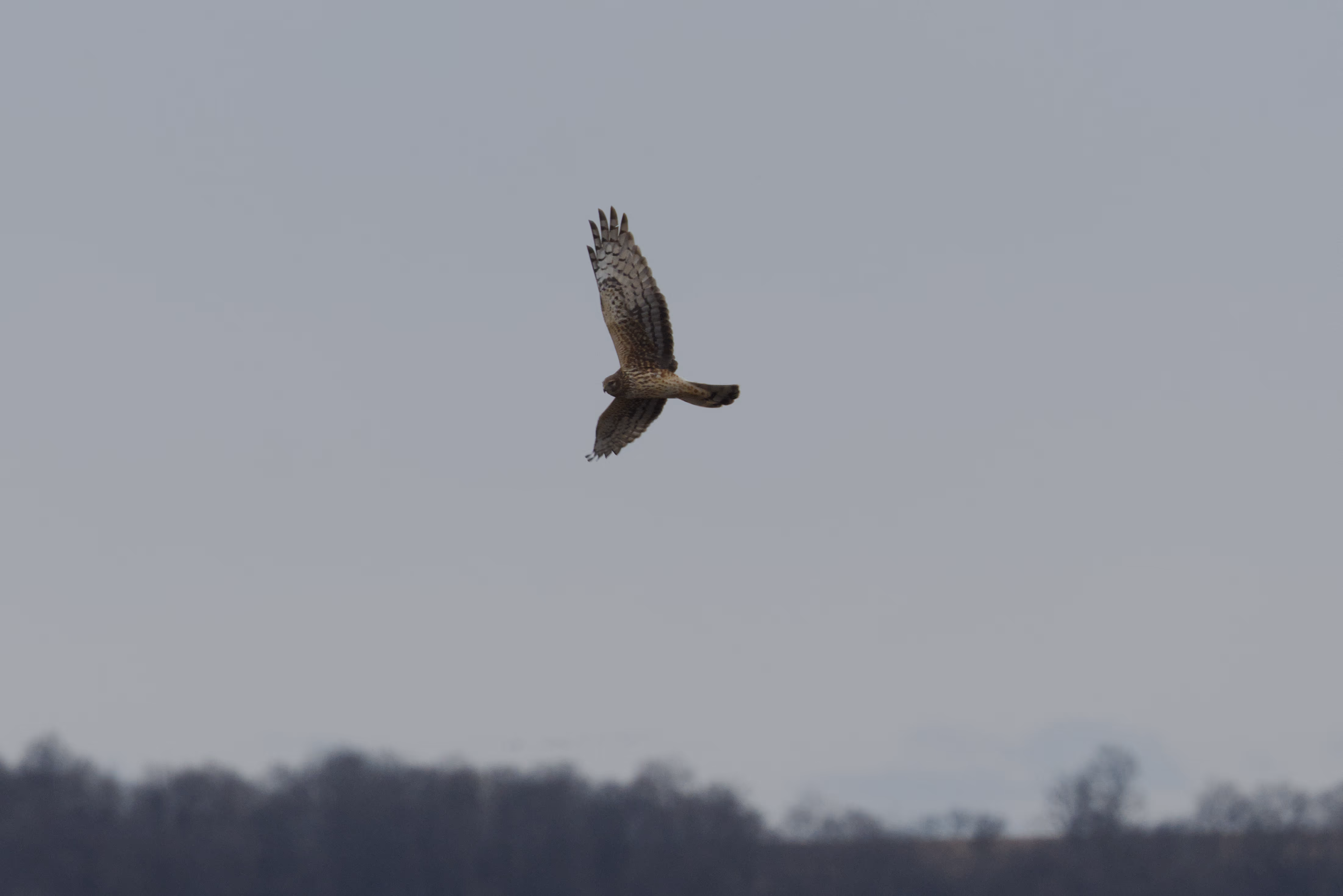 Northern Harrier photograph 3