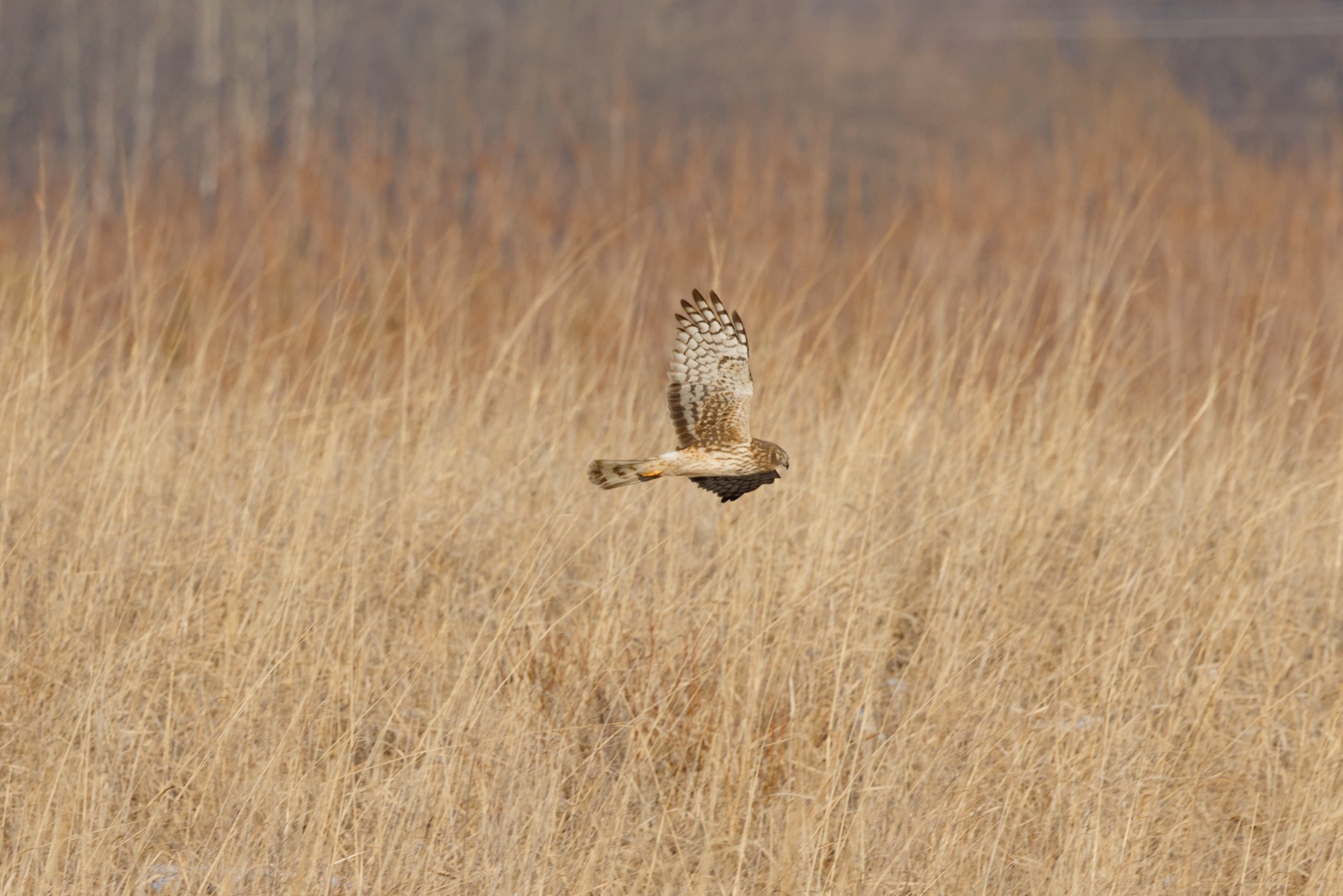 Northern Harrier photograph 1