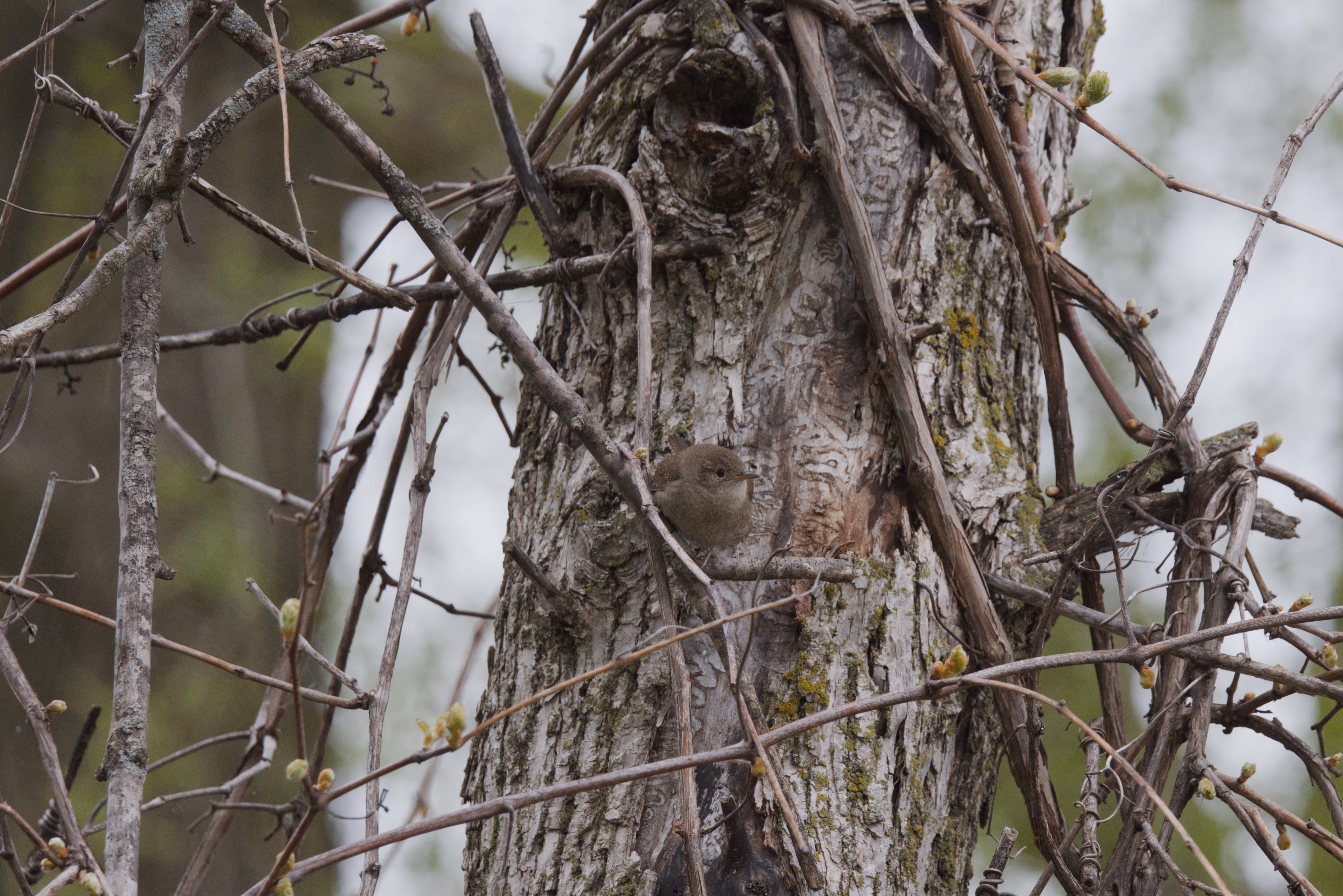 Northern House Wren photograph 1