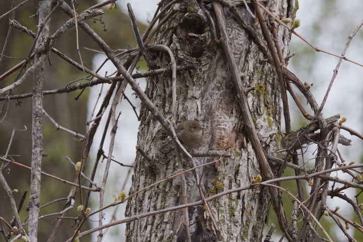 Northern House Wren trip image