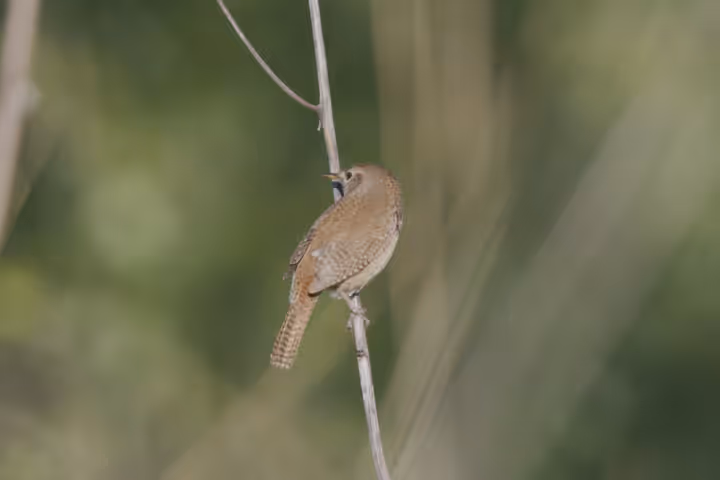 Northern House Wren recent capture