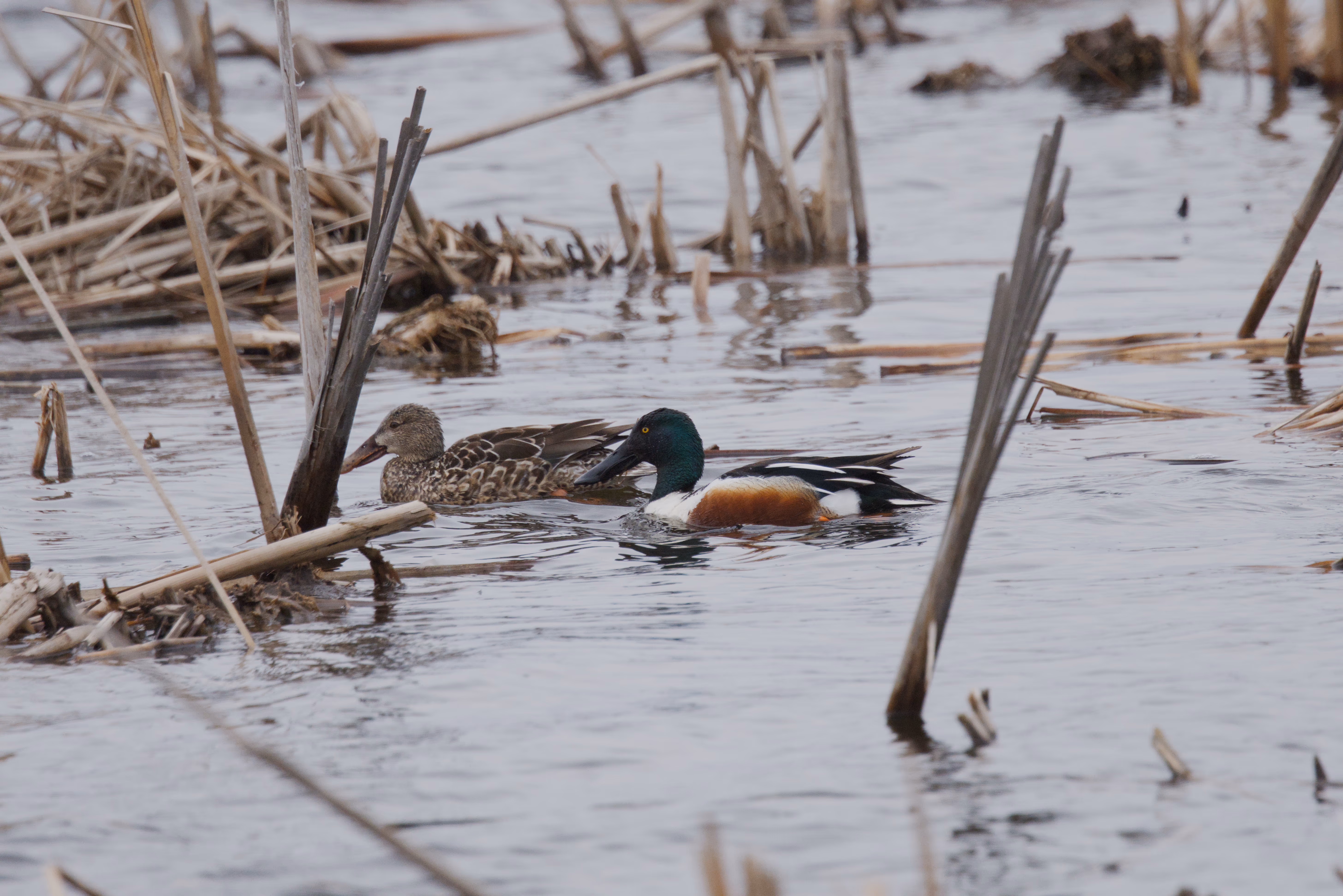 Northern Shoveler photograph 1