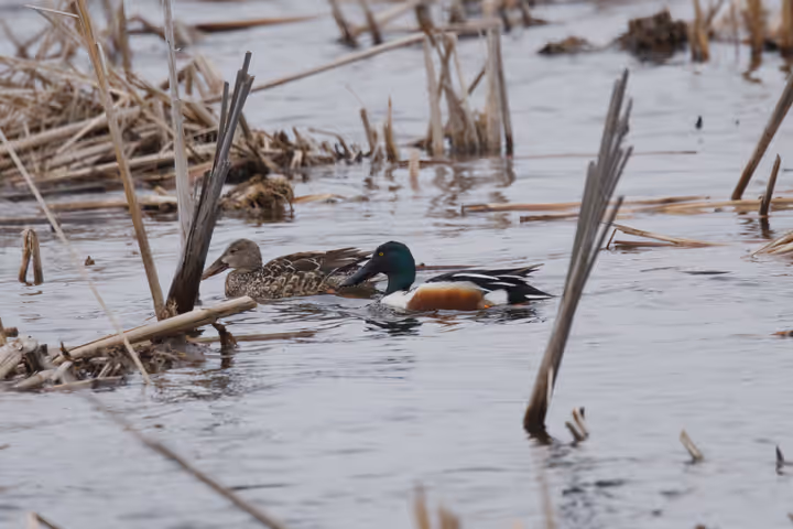 Northern Shoveler trip image