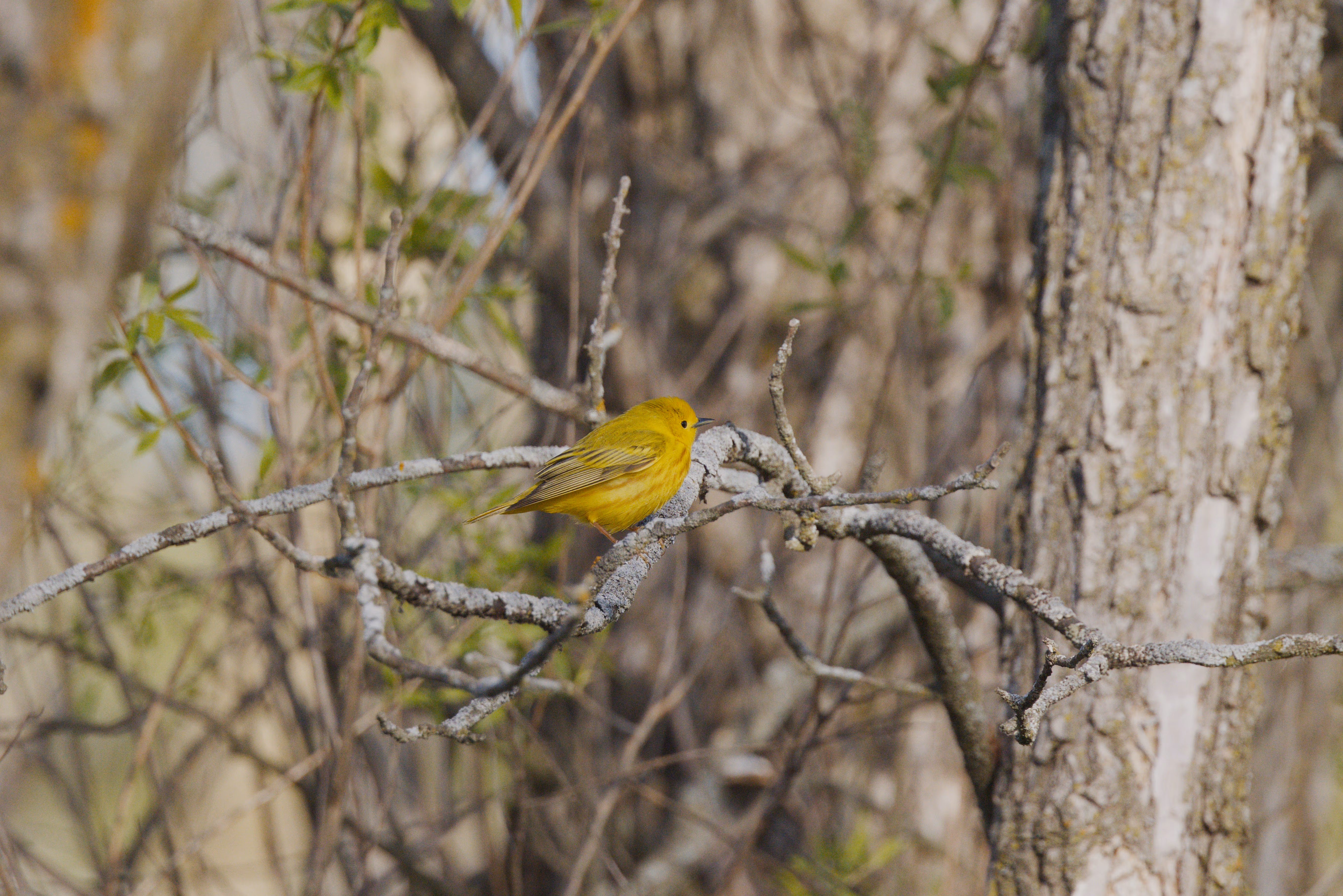 Northern Yellow Warbler photograph 2