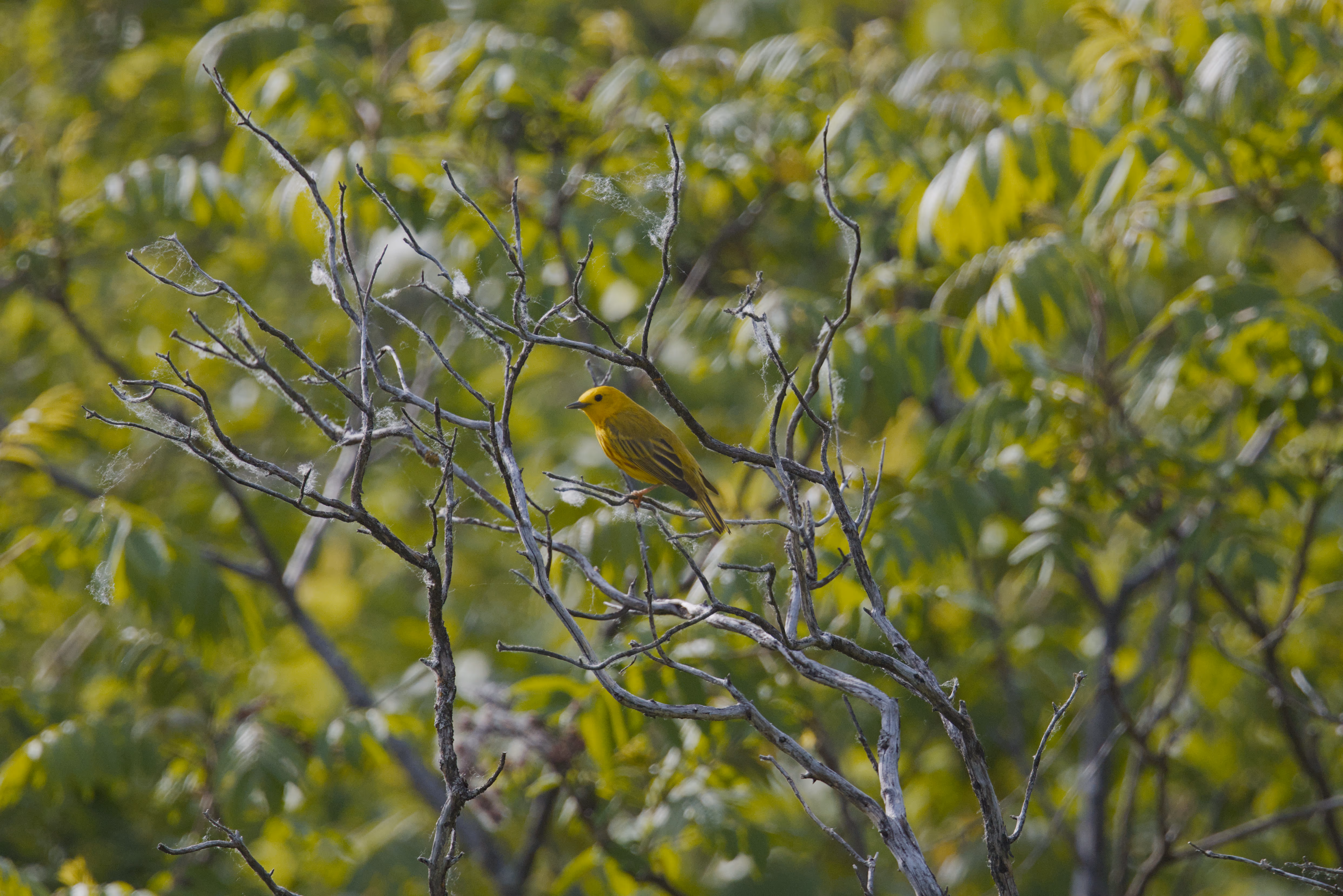 Northern Yellow Warbler photograph 1