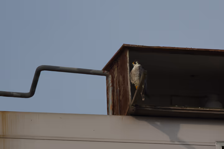 Peregrine Falcon trip image