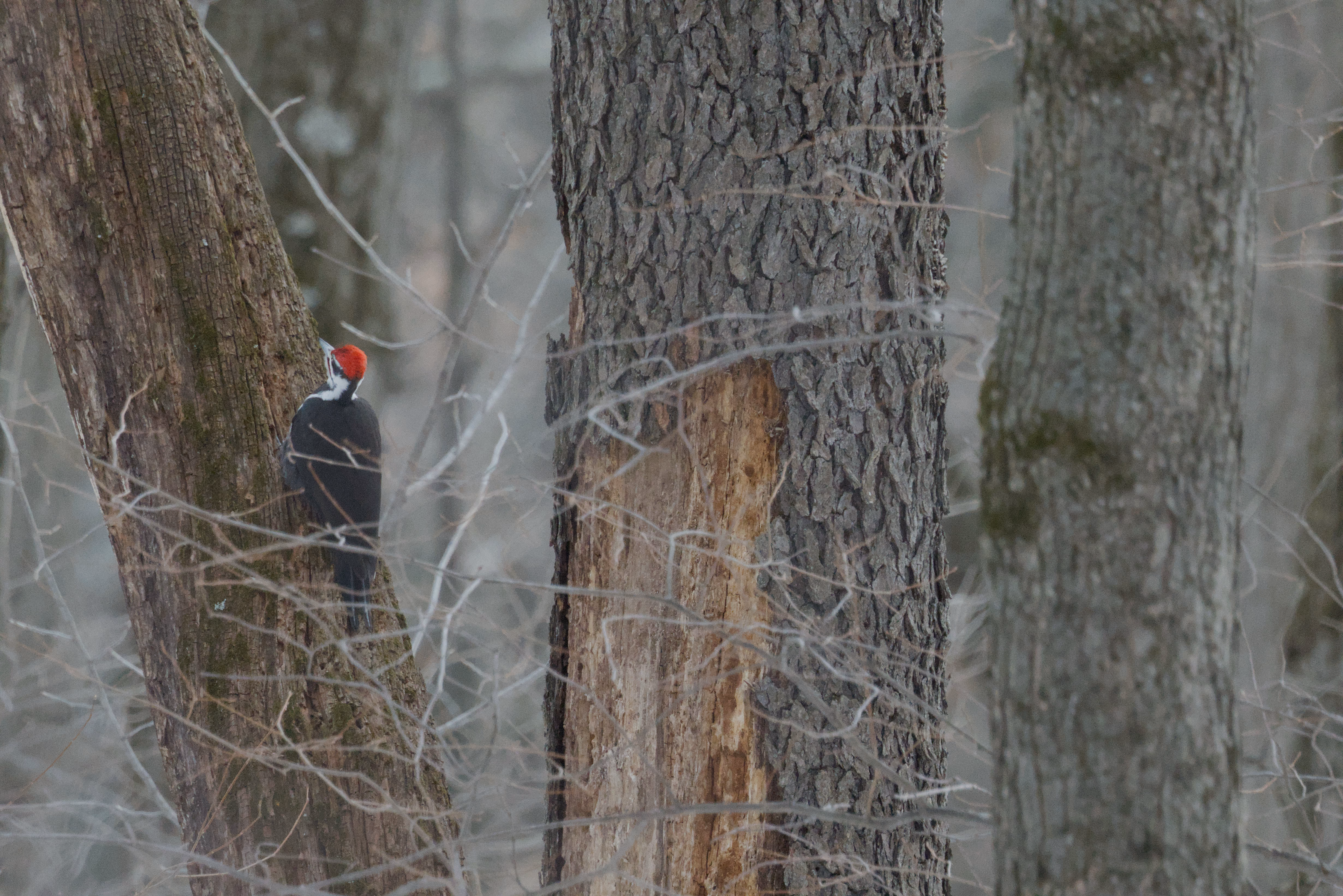 Pileated Woodpecker trip cover