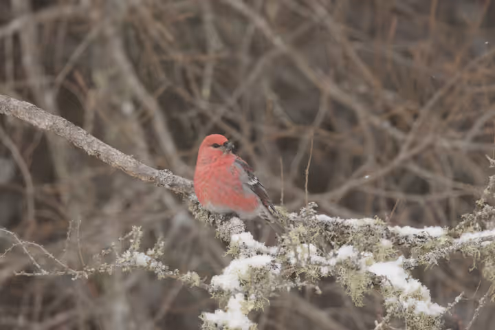 Pine Grosbeak trip image