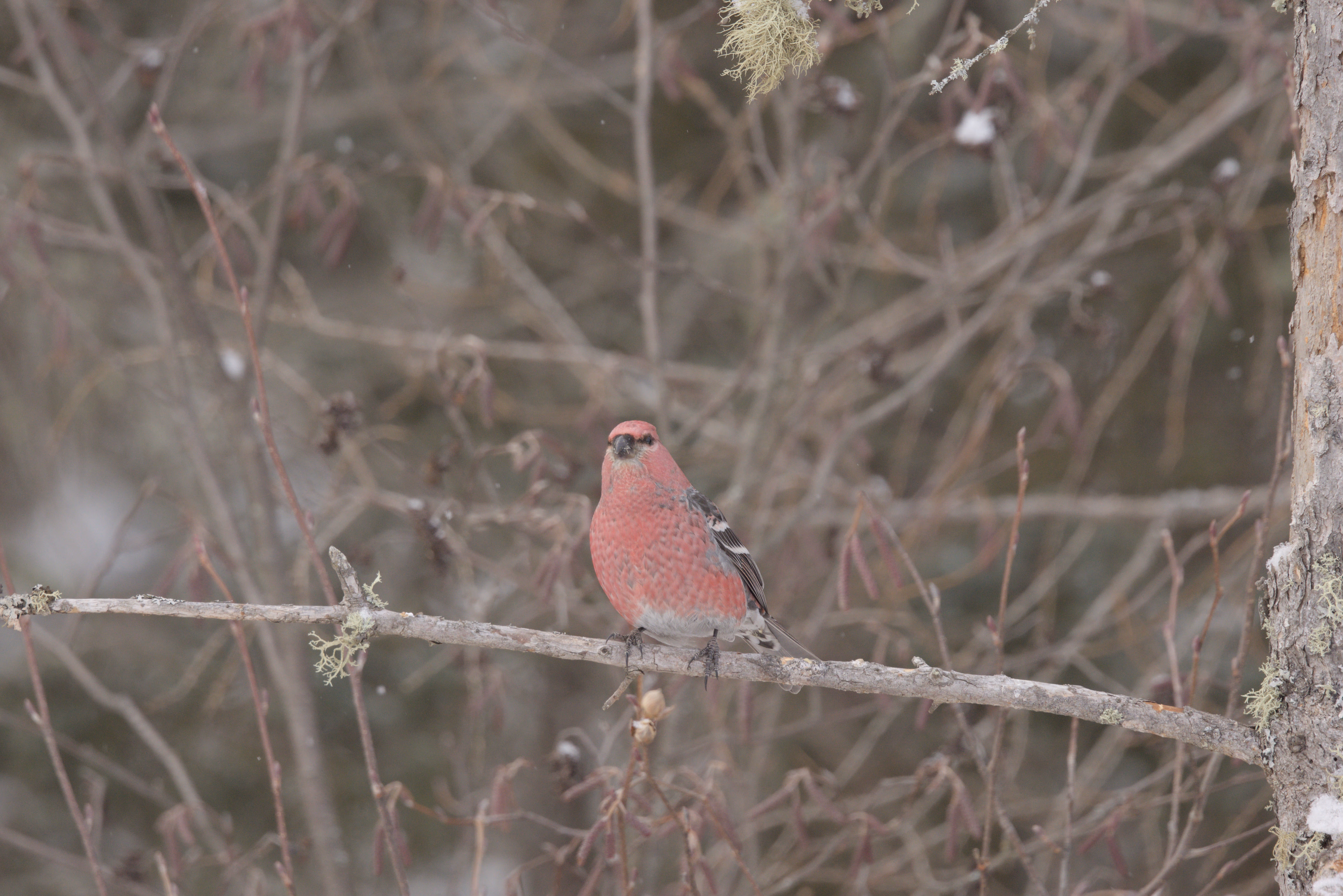 Pine Grosbeak photograph 1