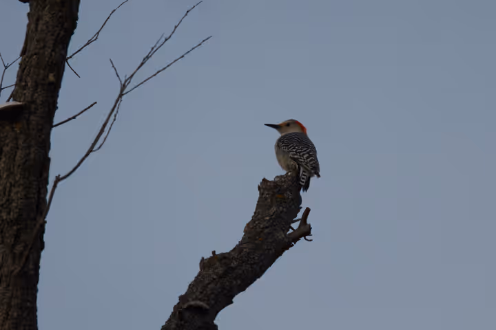 Red-bellied Woodpecker recent capture