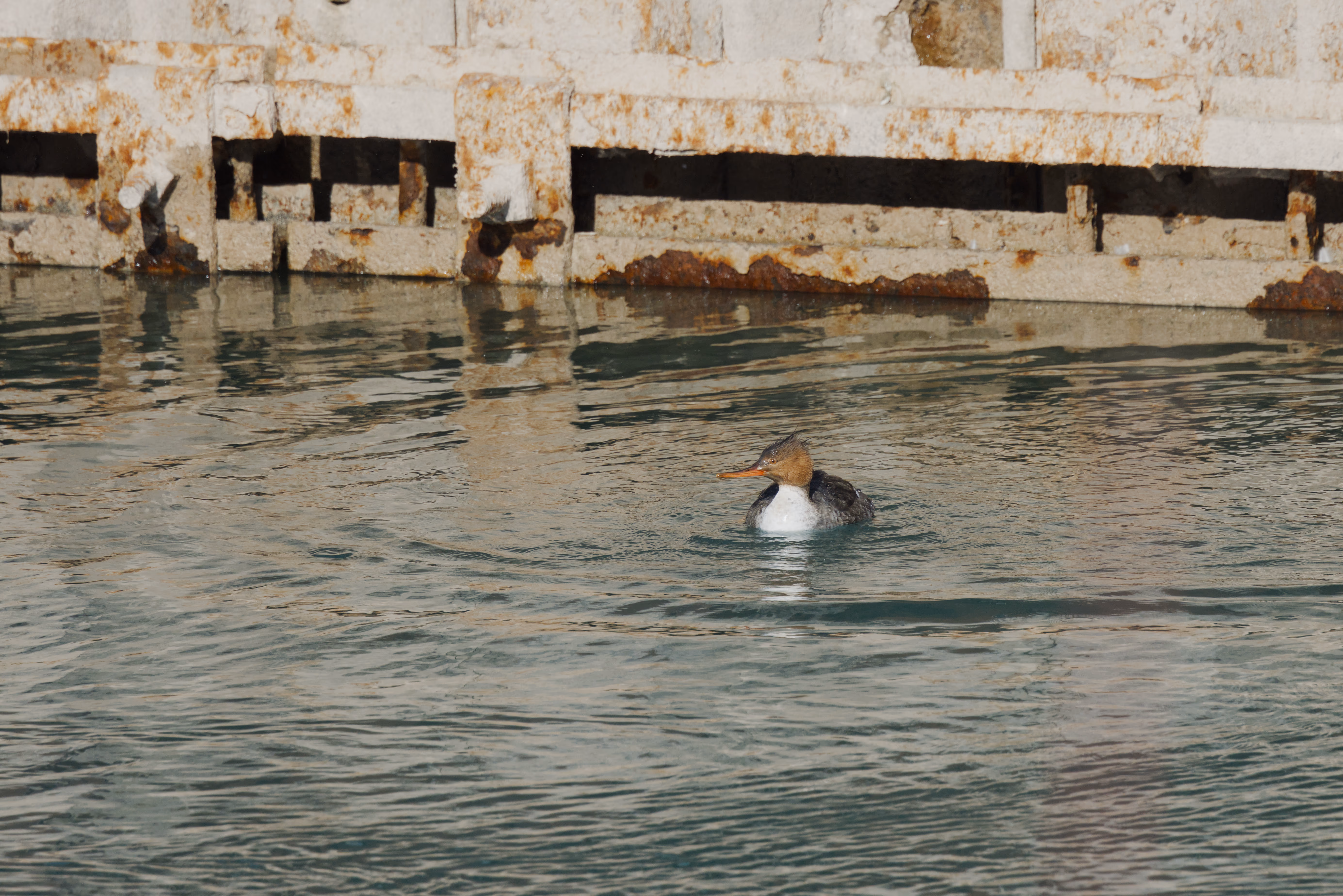 Red-breasted Merganser photograph 2
