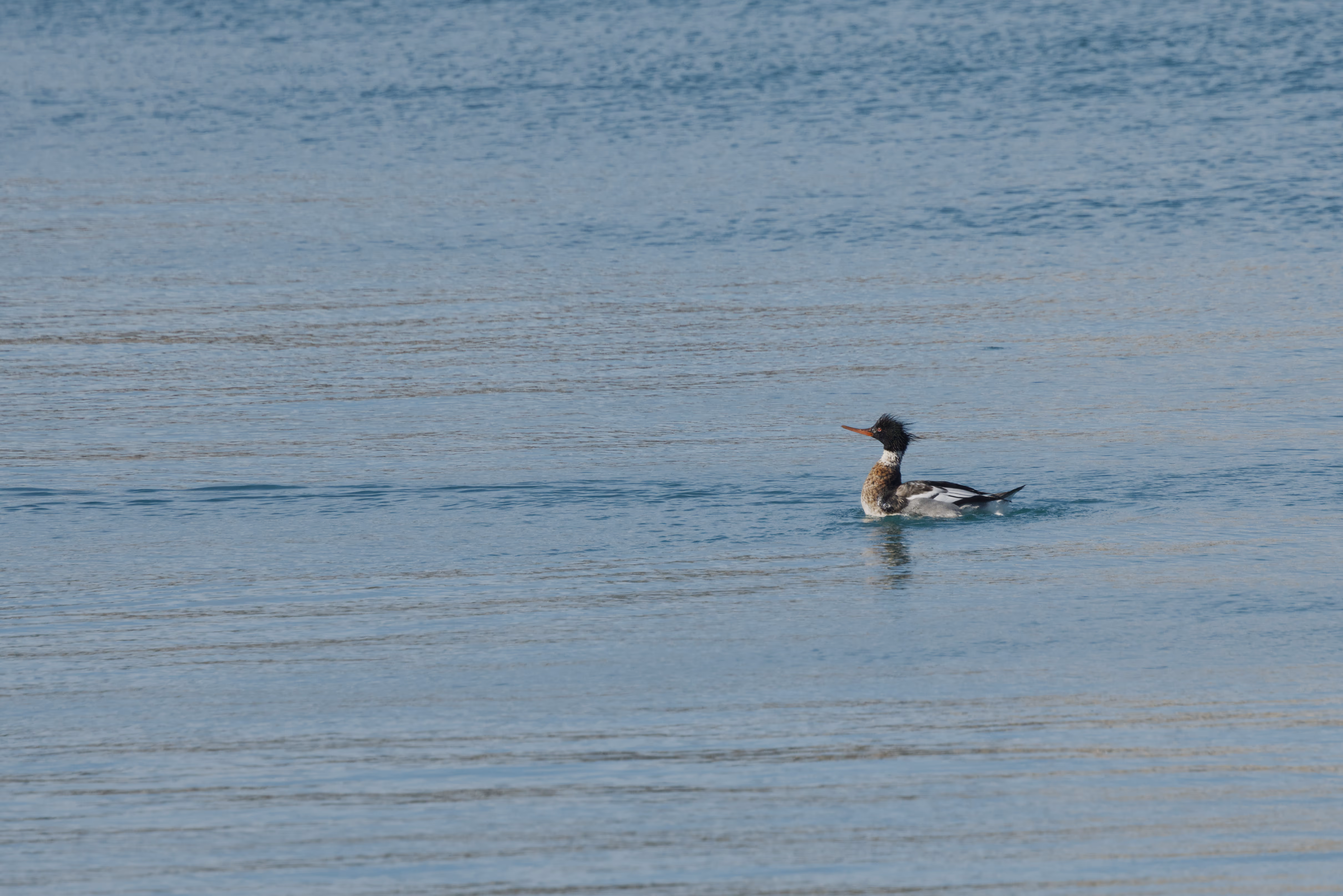 Red-breasted Merganser recent capture