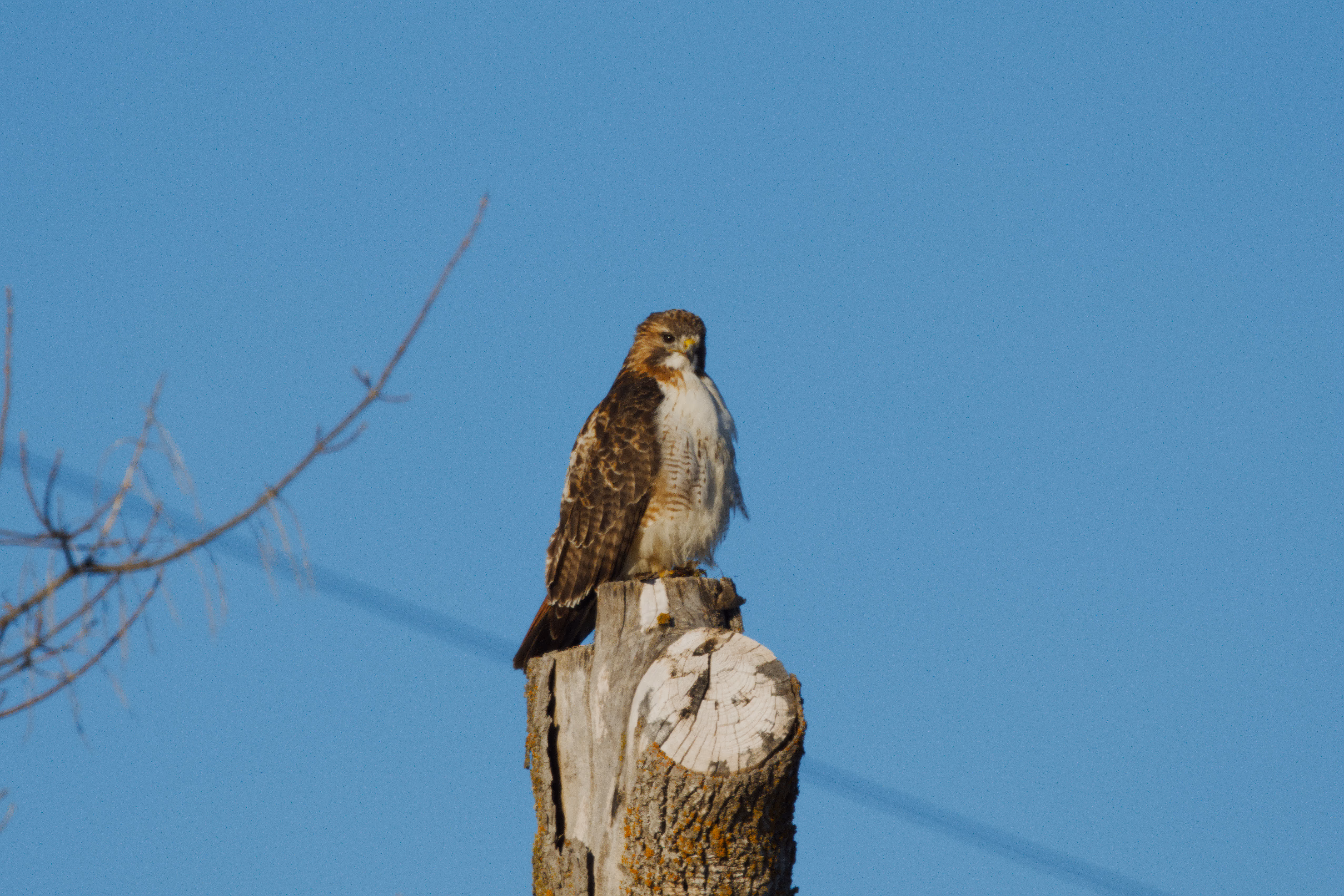 Red-tailed Hawk photograph 1
