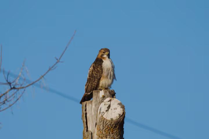 Red-tailed Hawk trip image