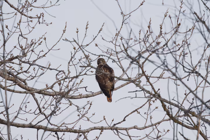 Red-tailed Hawk trip image