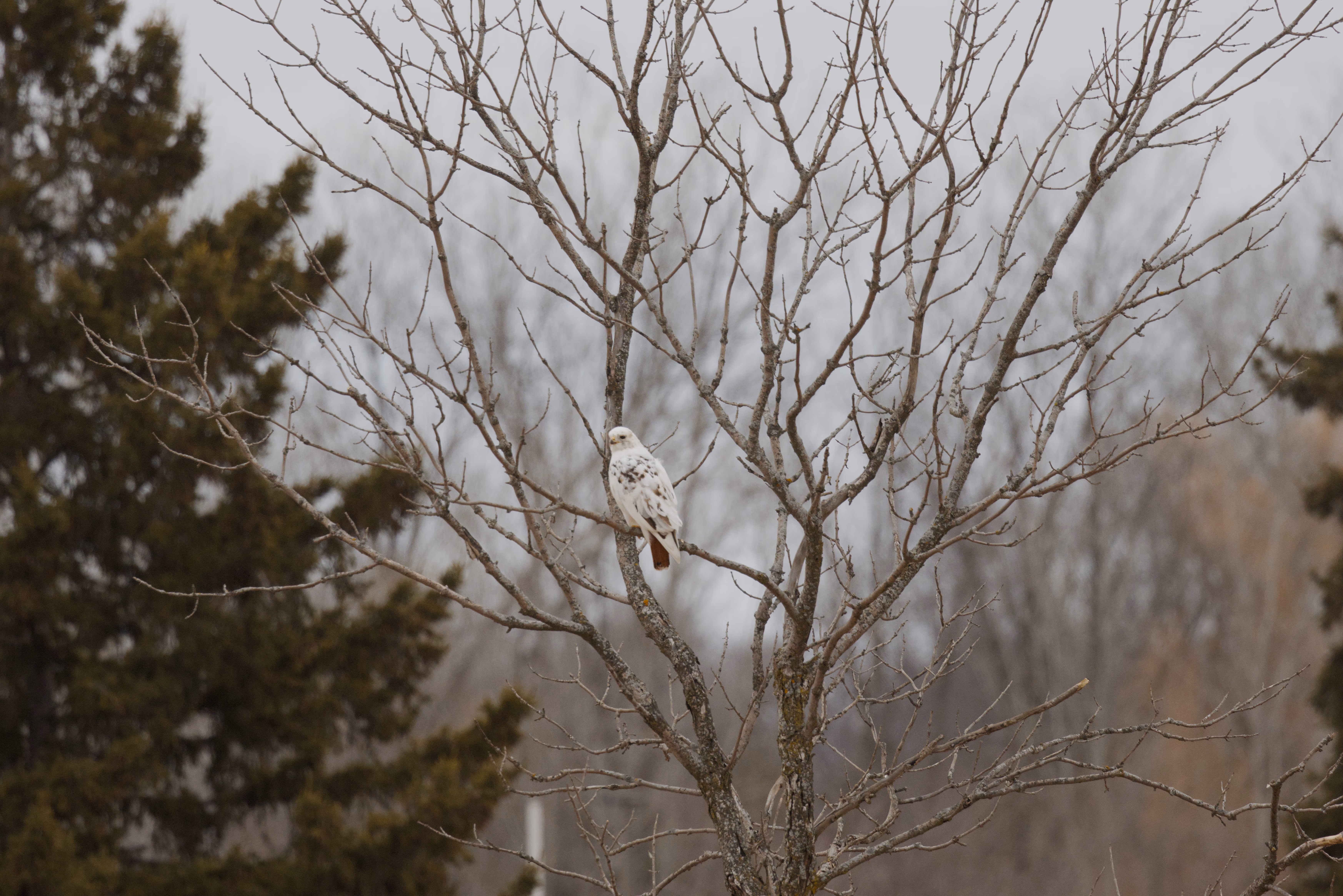 Red-tailed Hawk photograph 2