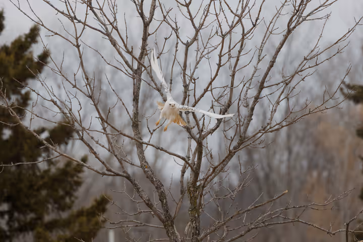 Red-tailed Hawk trip image