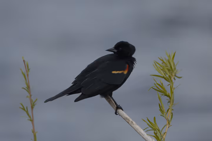 Red-winged Blackbird recent capture
