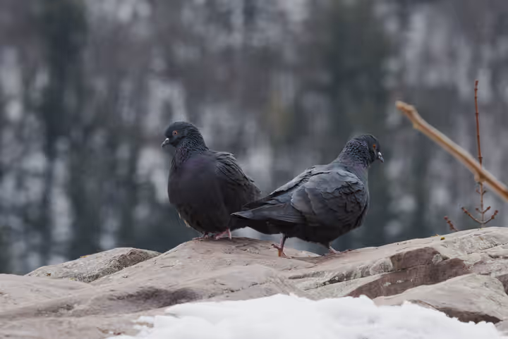 Rock Pigeon trip image
