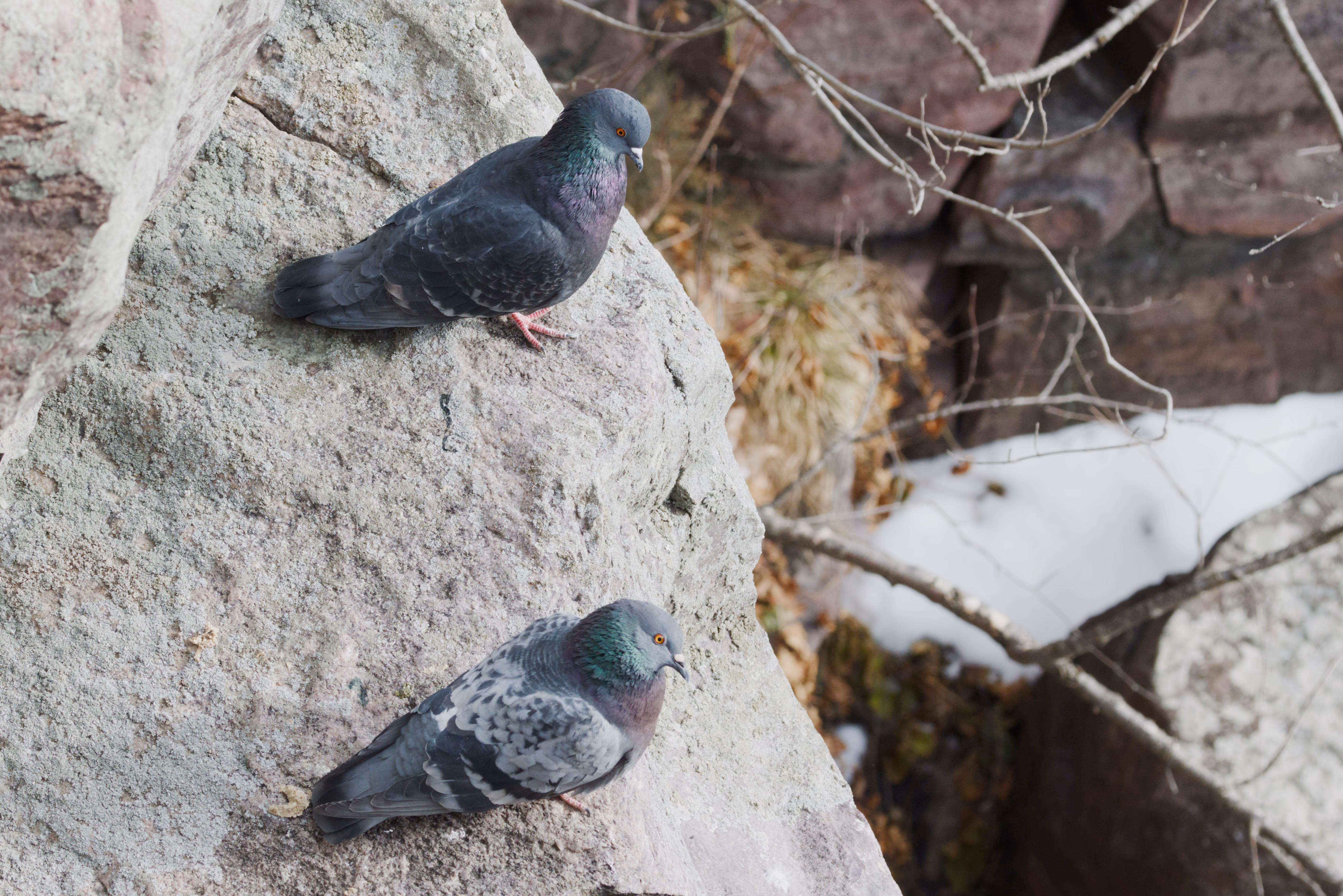 Rock Pigeon photograph 1