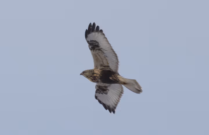 Rough-legged Hawk trip image