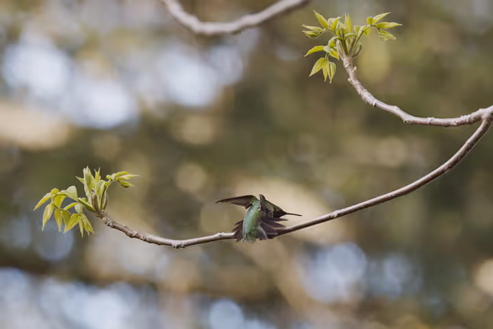 Ruby-throated Hummingbird trip image