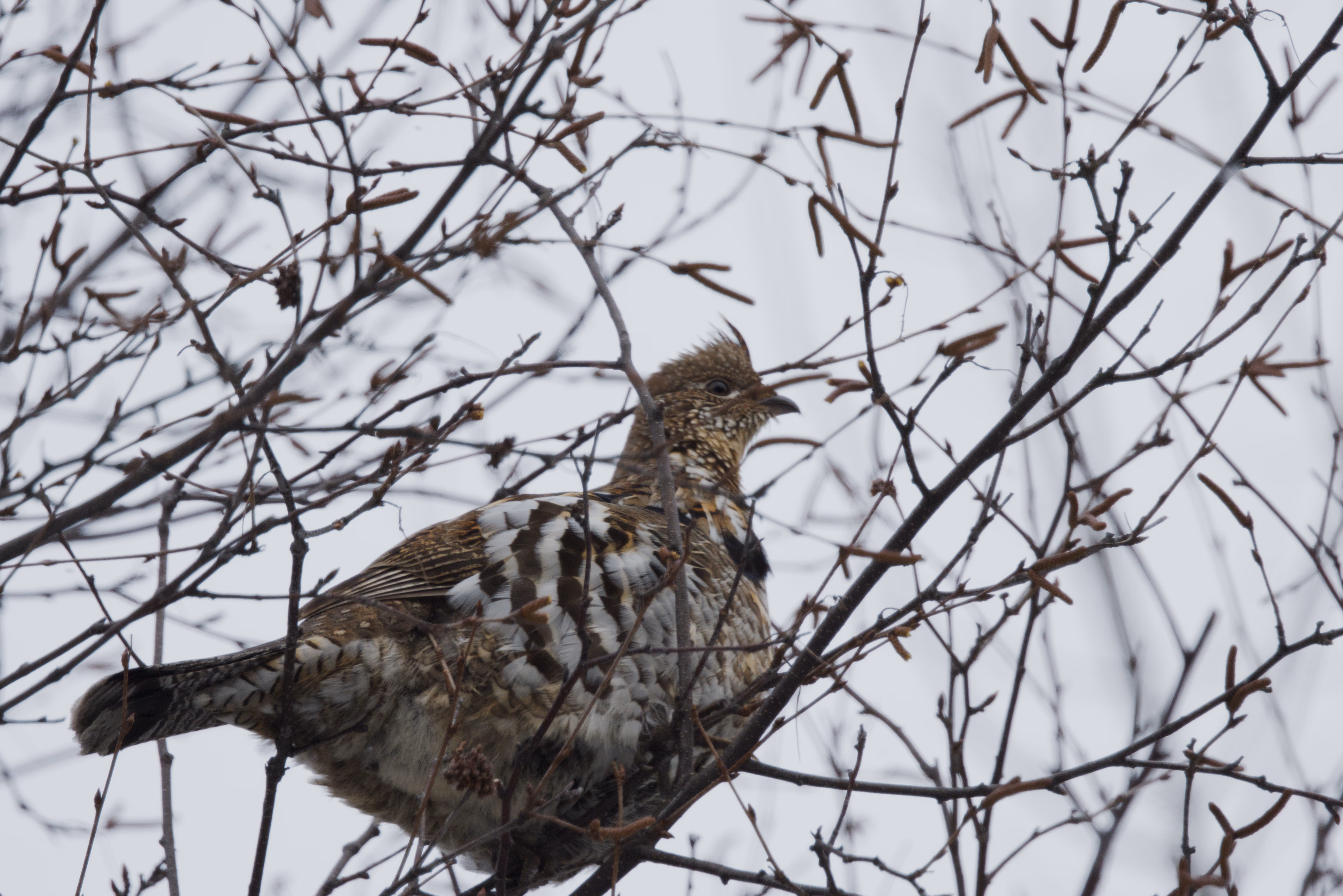 Ruffed Grouse photograph 1