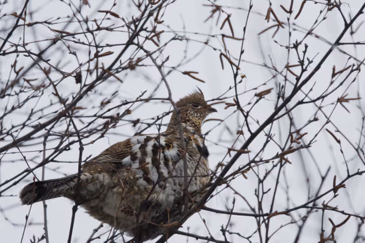 Ruffed Grouse trip image