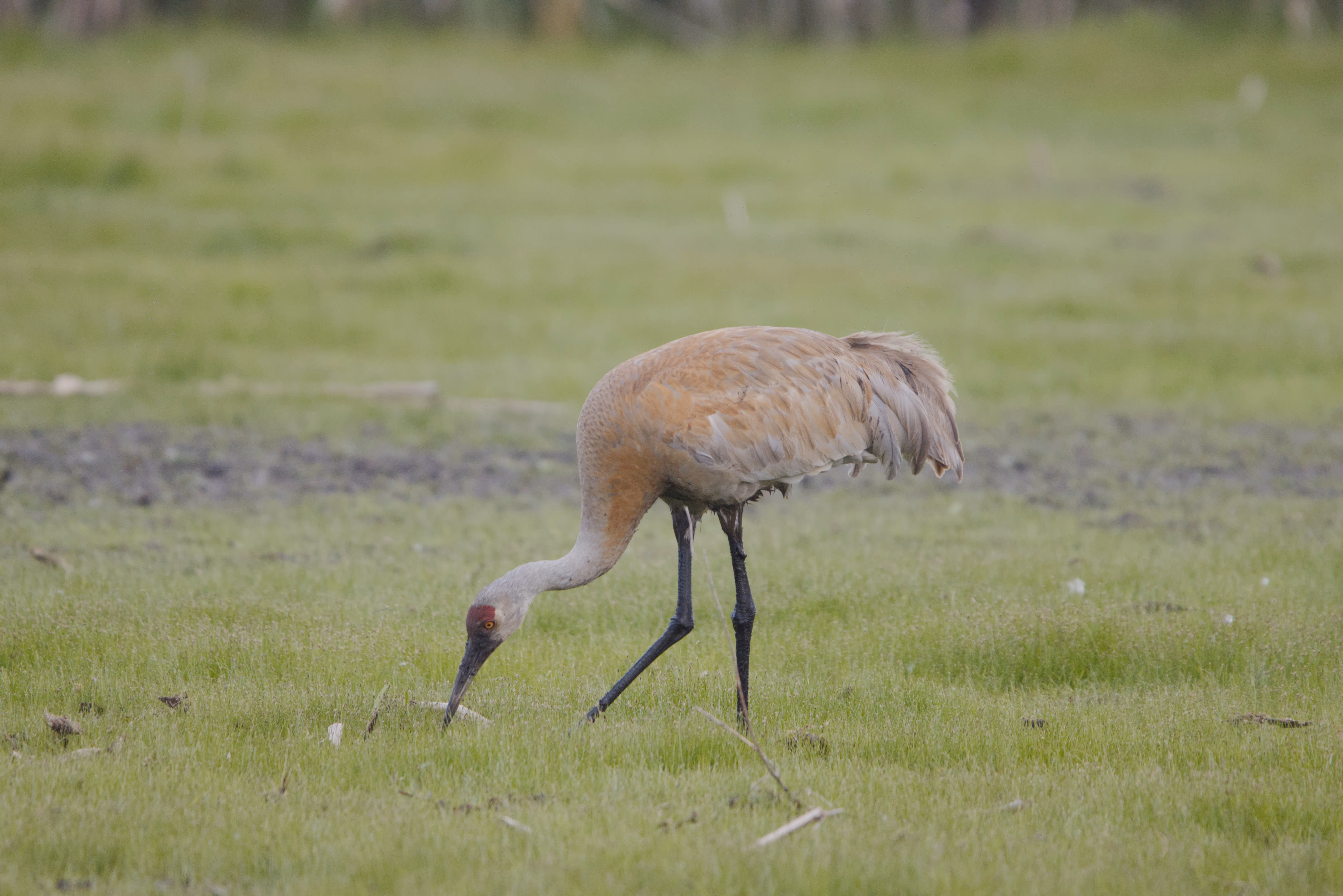 Sandhill Crane photograph 1